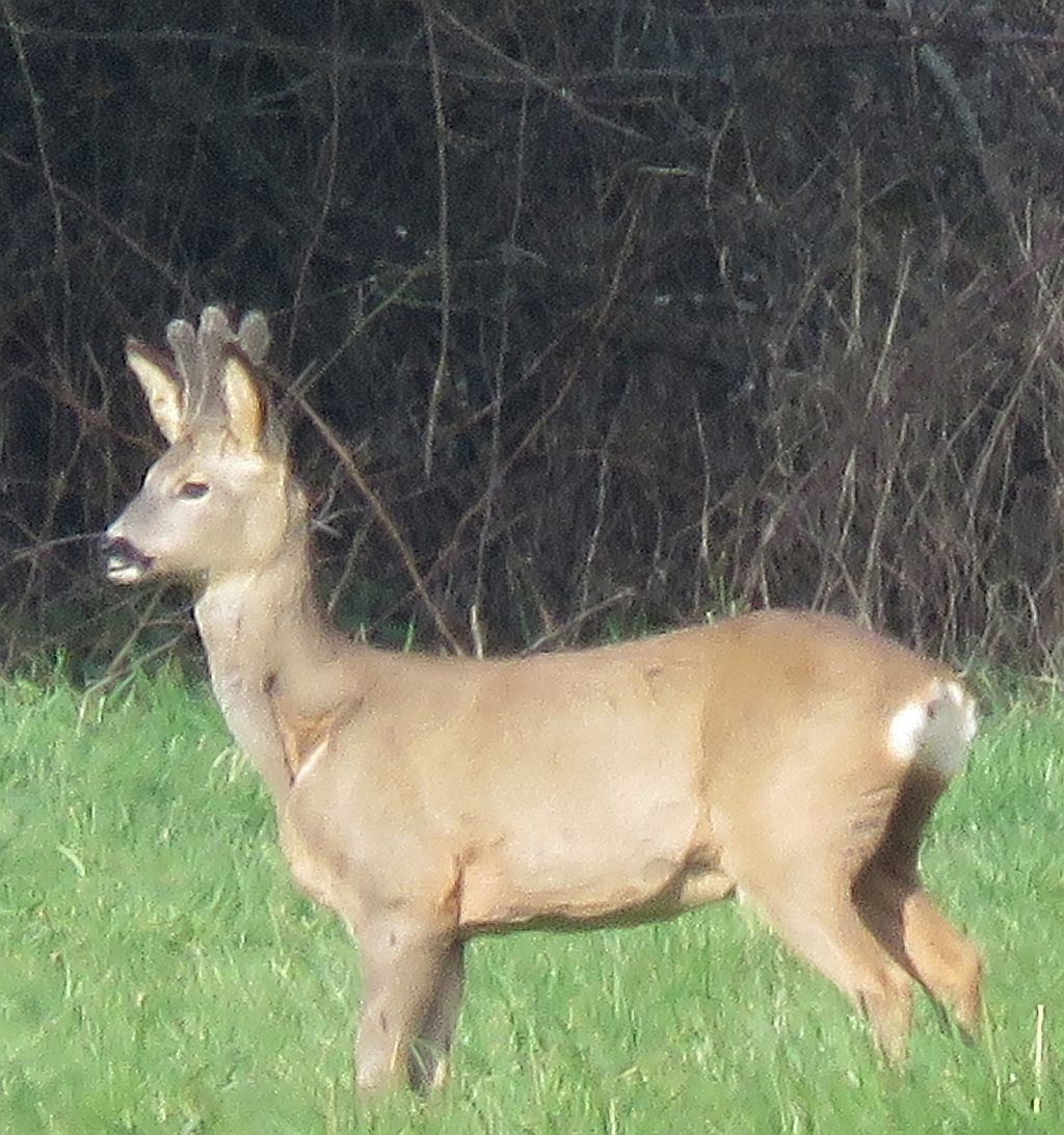 Male  Roe Deer 
